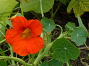 Indian Cress,Monks Cress